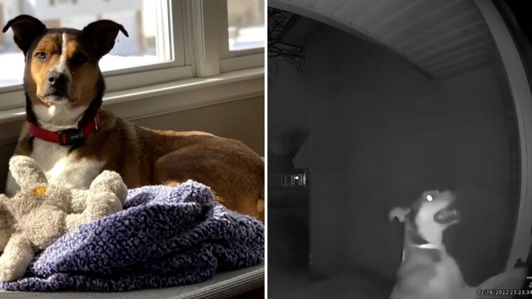 dog indoors