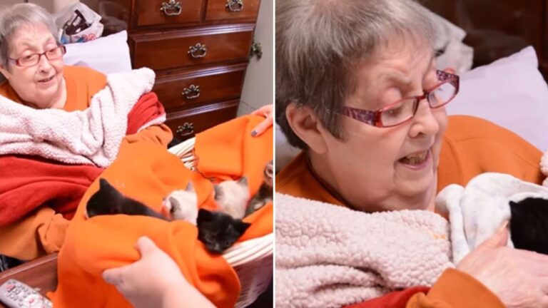 woman with a basket full of kittens