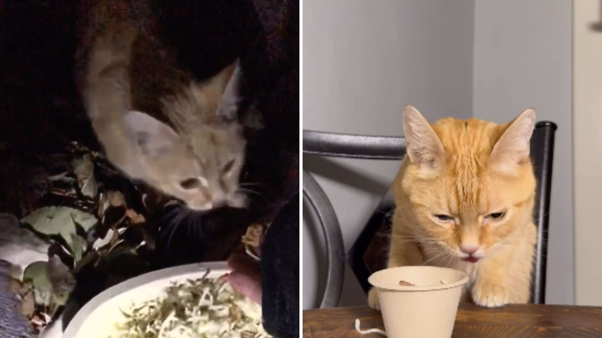 cat eating chipotle