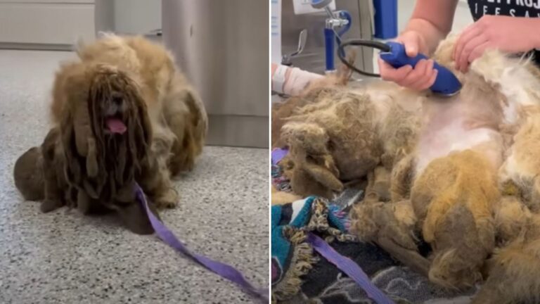 Kansas Rescuers Save A Dog With The Most Extreme Case Of Matted Fur They Had Ever Seen