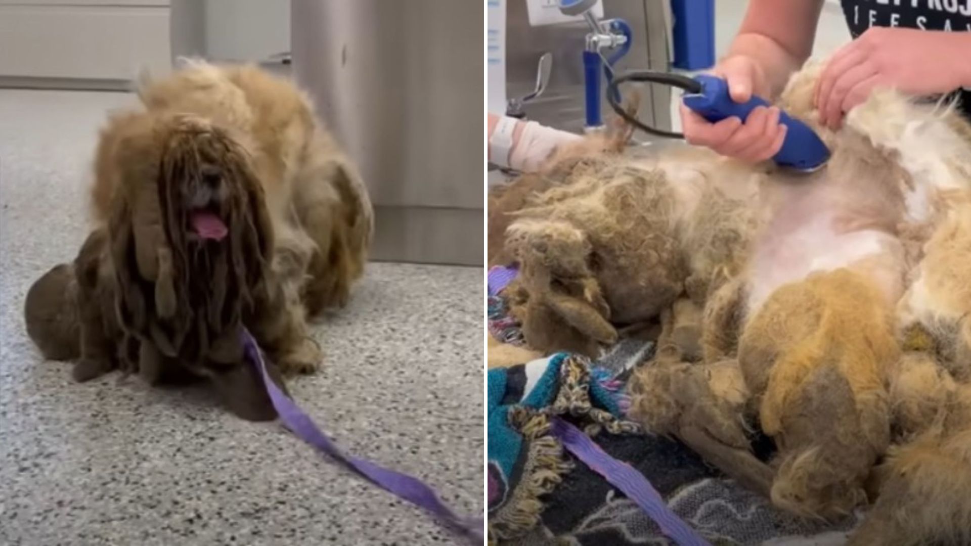Kansas Rescuers Save A Dog With The Most Extreme Case Of Matted Fur They Had Ever Seen
