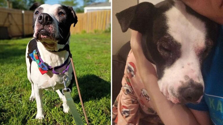 shelter dog