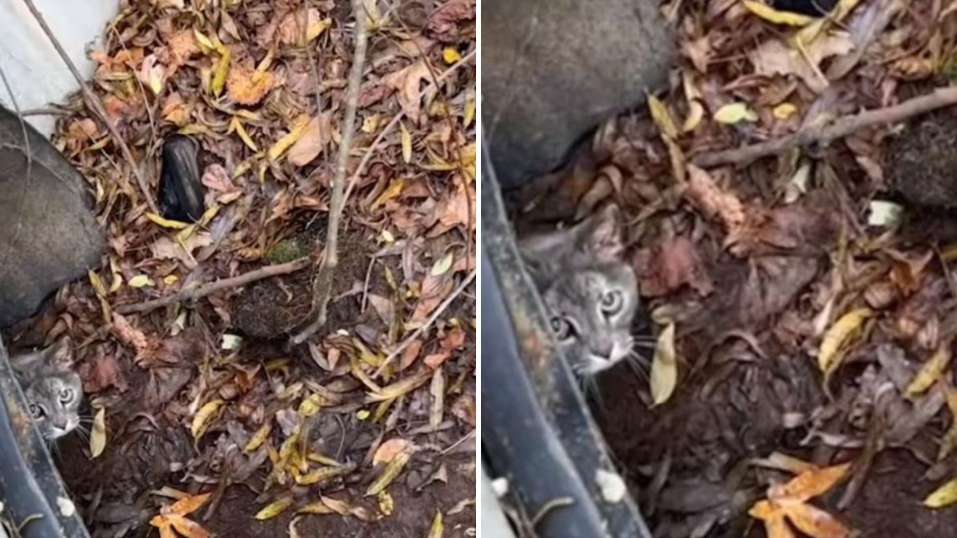 sewercat
