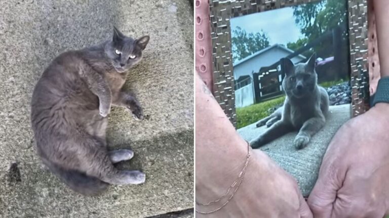 cat lying on the ground