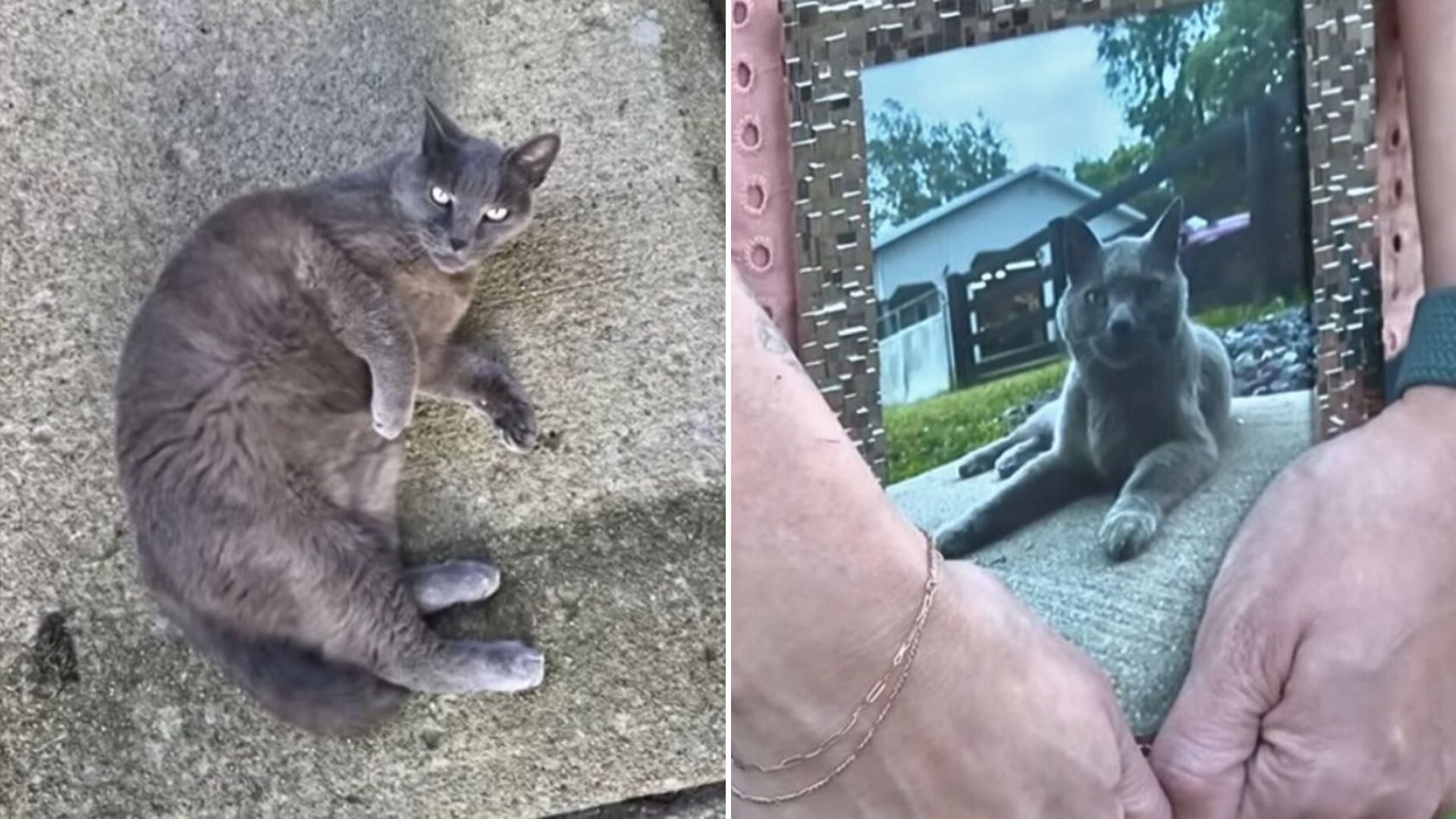 cat lying on the ground