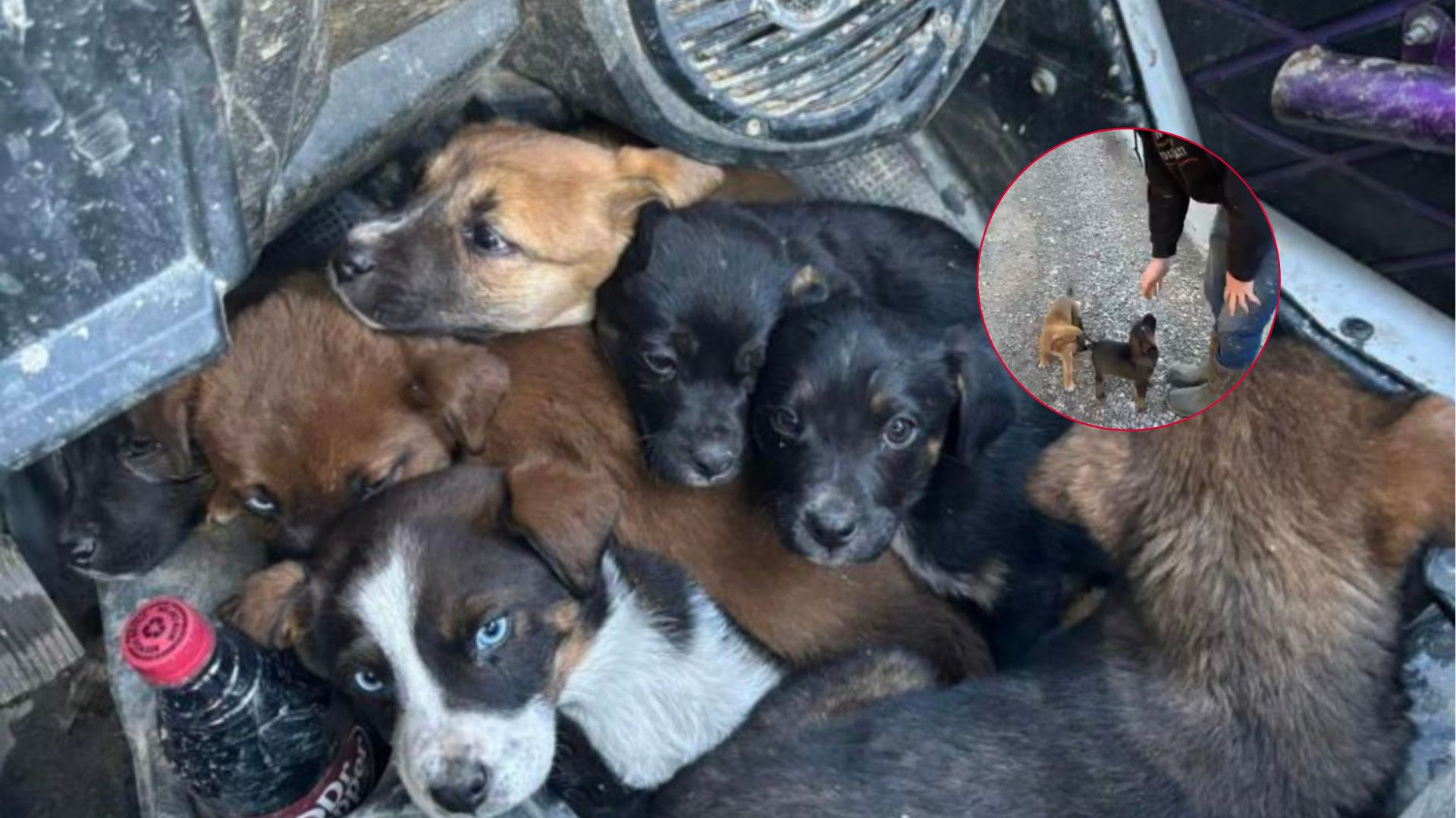 seven puppies