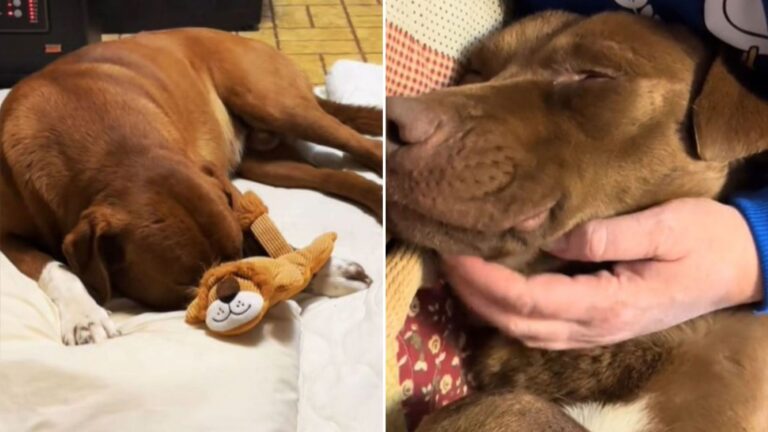 family takes in a freezing dog