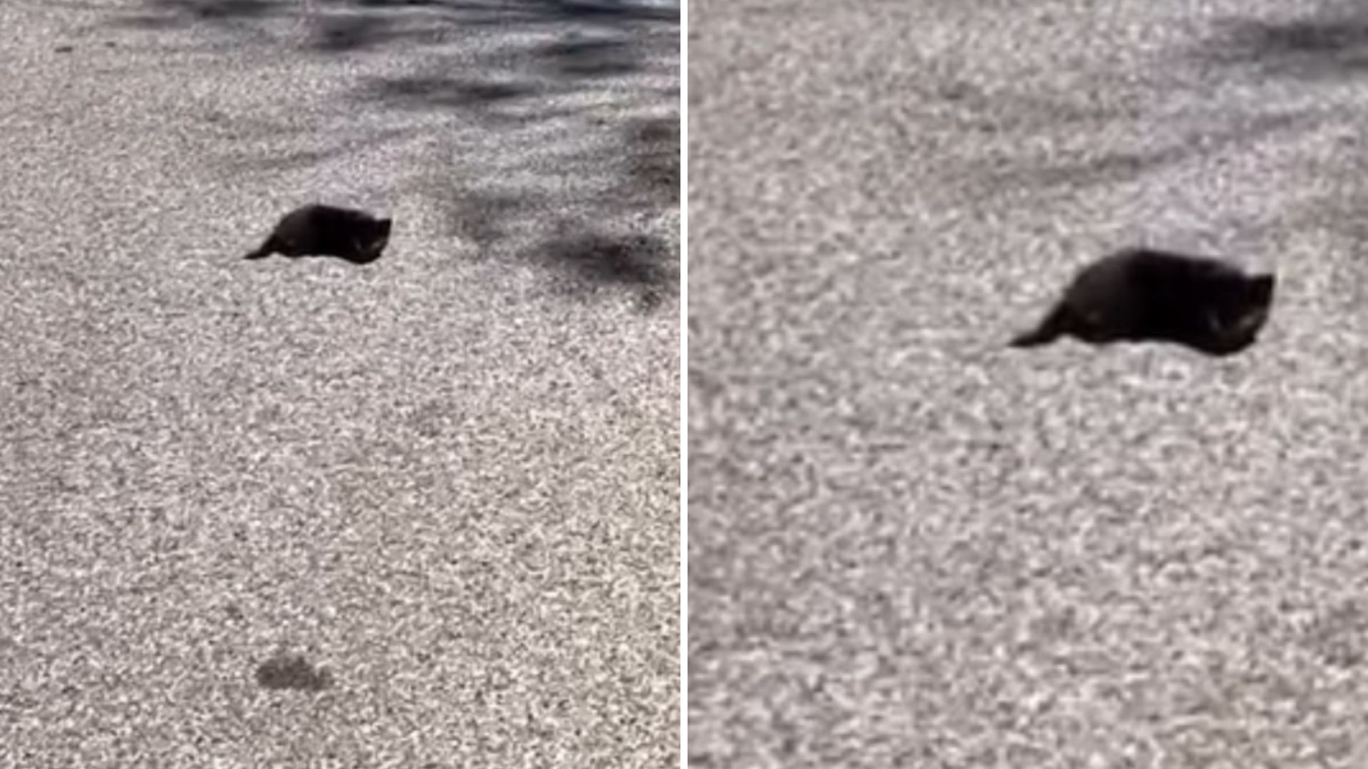 tiny black spot on the road