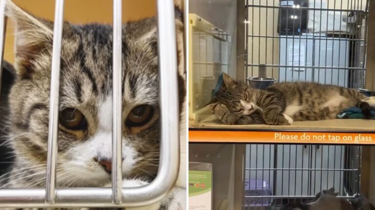 shelter cat