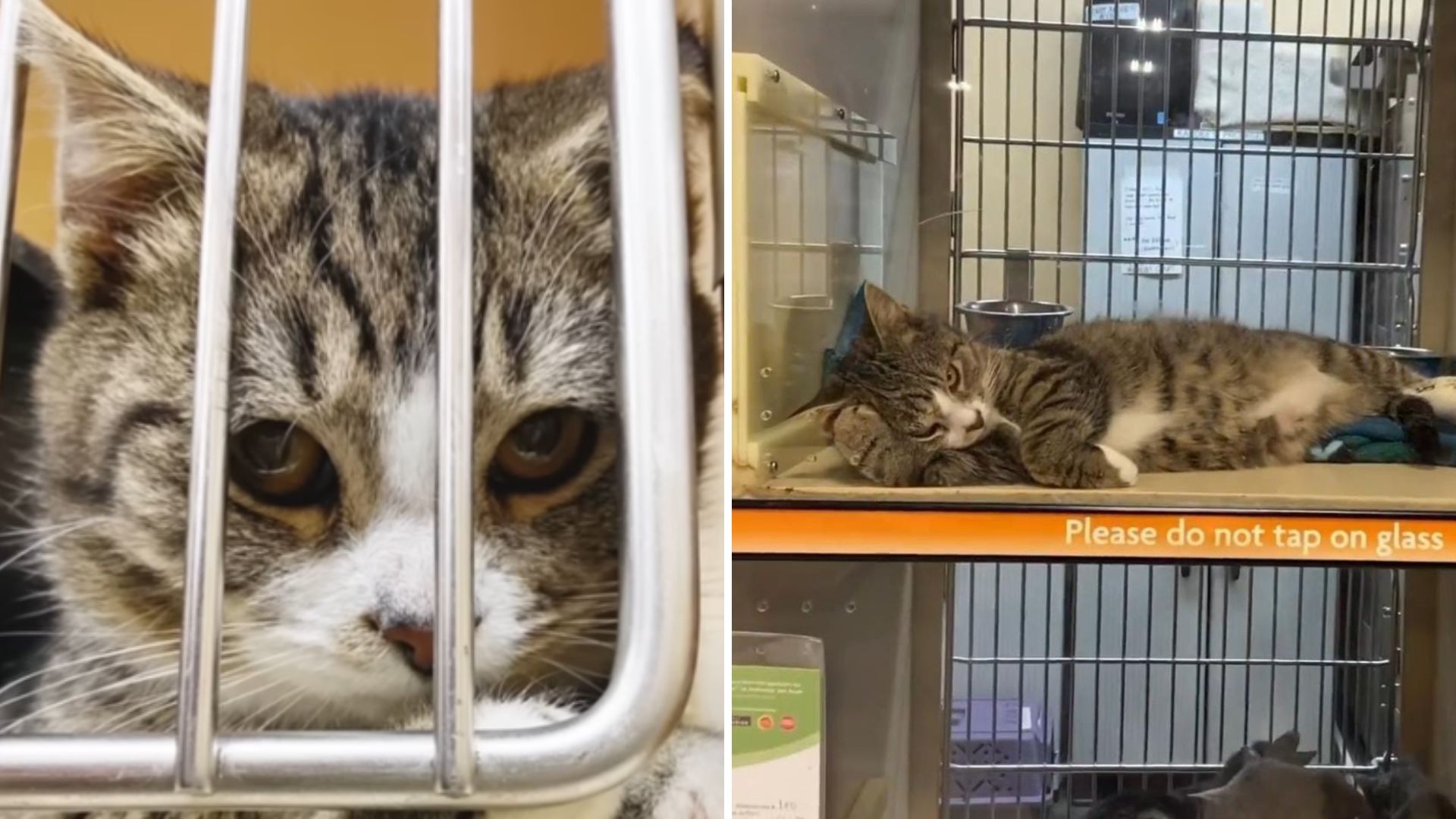 shelter cat