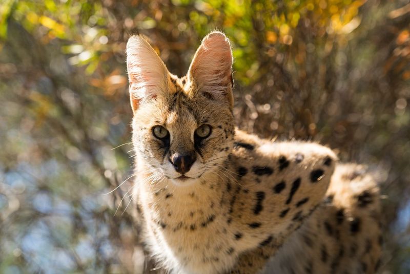 Serval Cats
