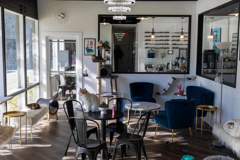 Frisky Business Cat Café – Palm Springs