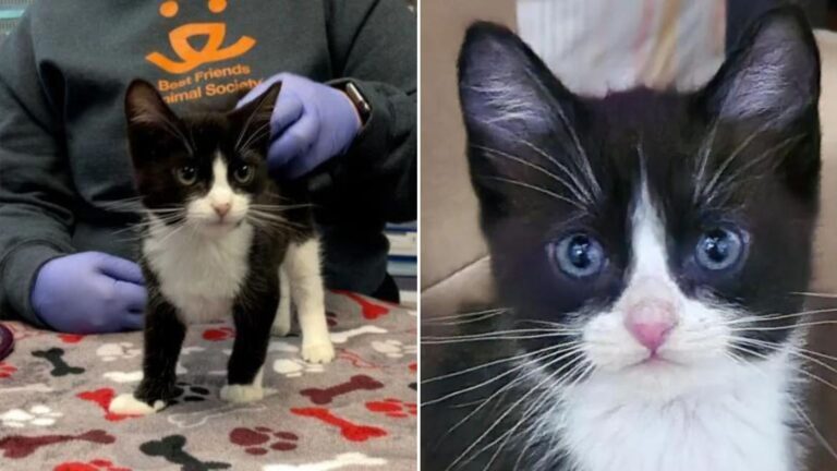 Kitten Arrives At Utah Shelter For An Open-Chest Surgery And Surpasses Everyone’s Expectations