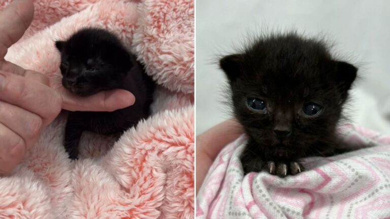 black abandoned kitten