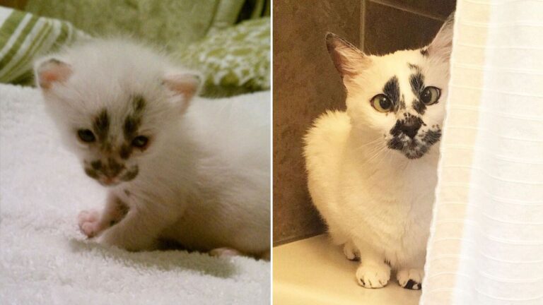 rescued kitten