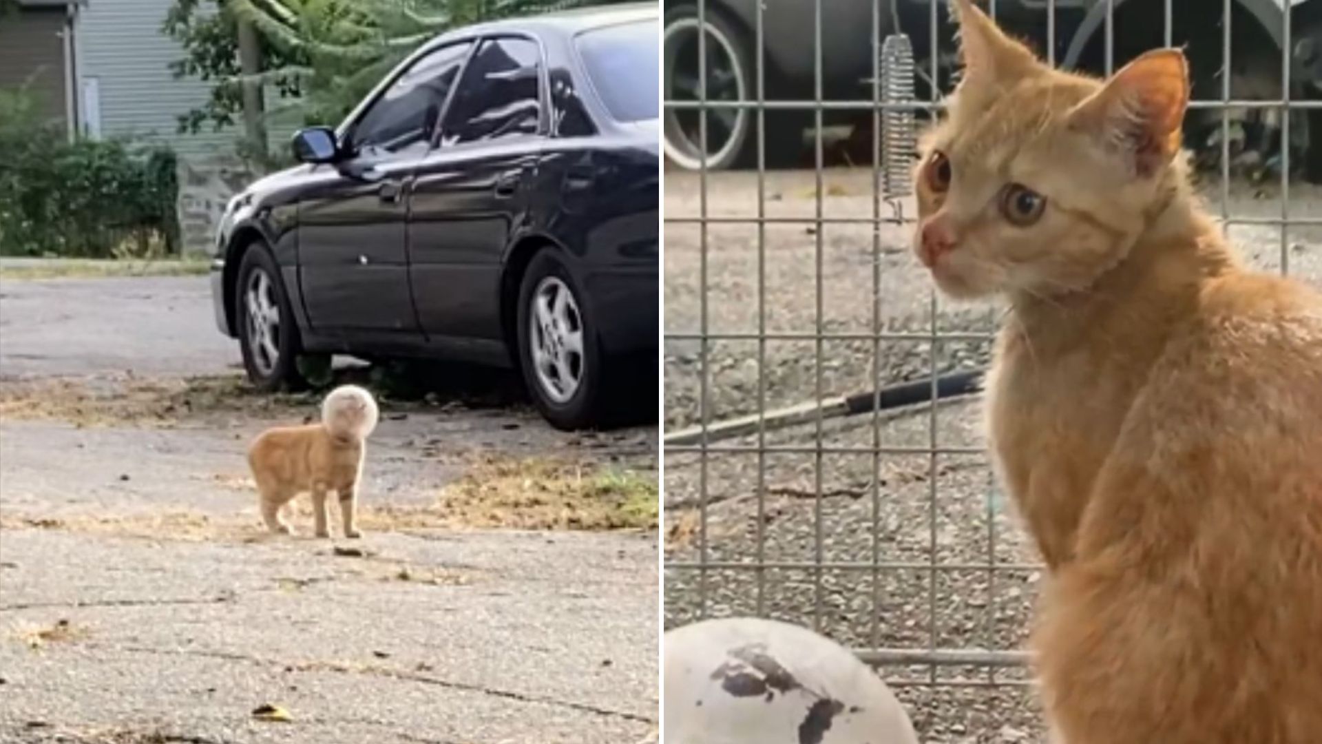 kitten with jar on head