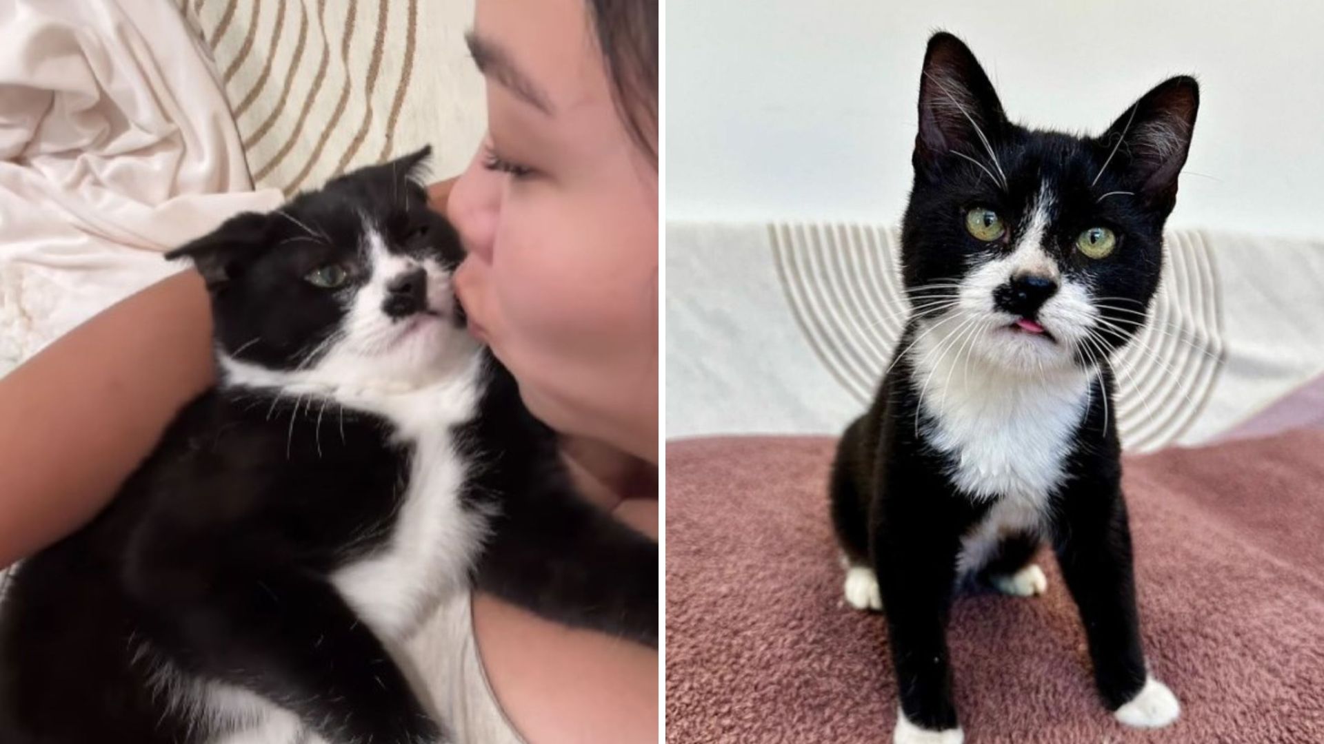 woman kissing a cat