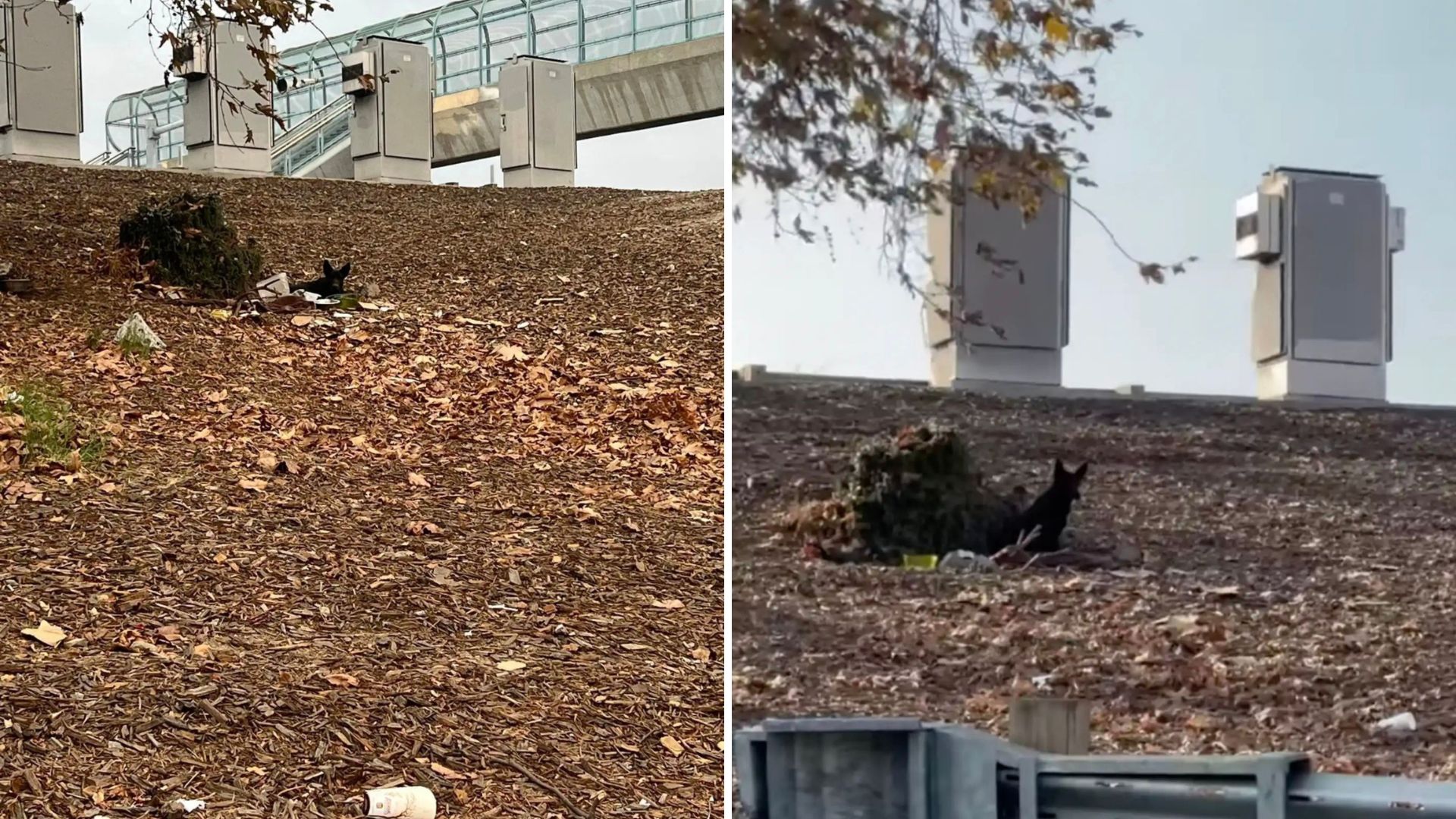 dogs by the freeway