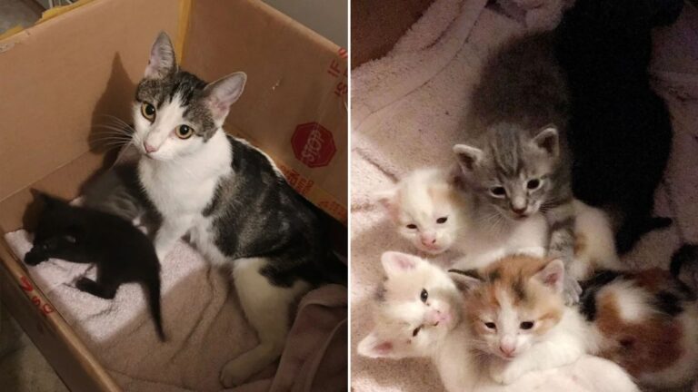 stray cat with kittens