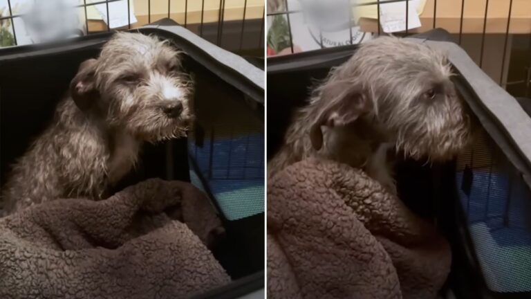 LA Rescuers Uncover The Heartbreaking Reason Behind This Dog’s Suffering