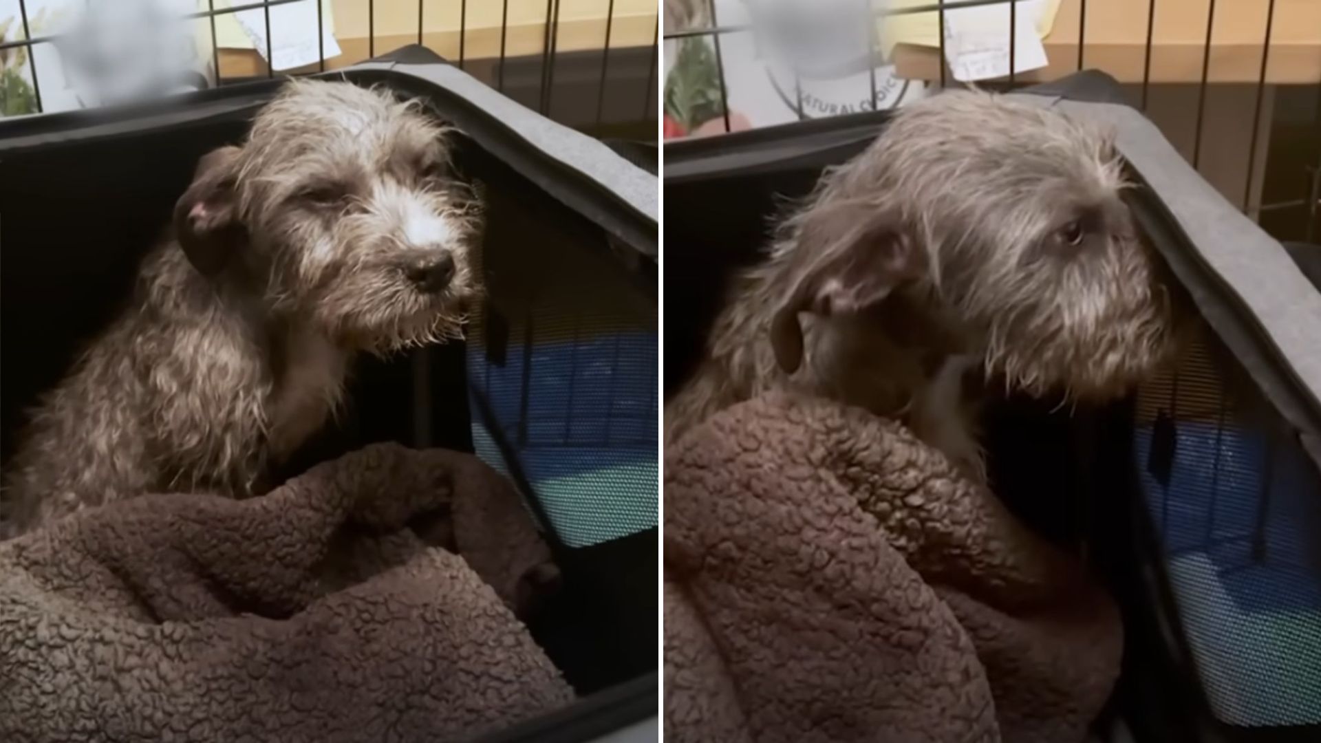 LA Rescuers Uncover The Heartbreaking Reason Behind This Dog’s Suffering
