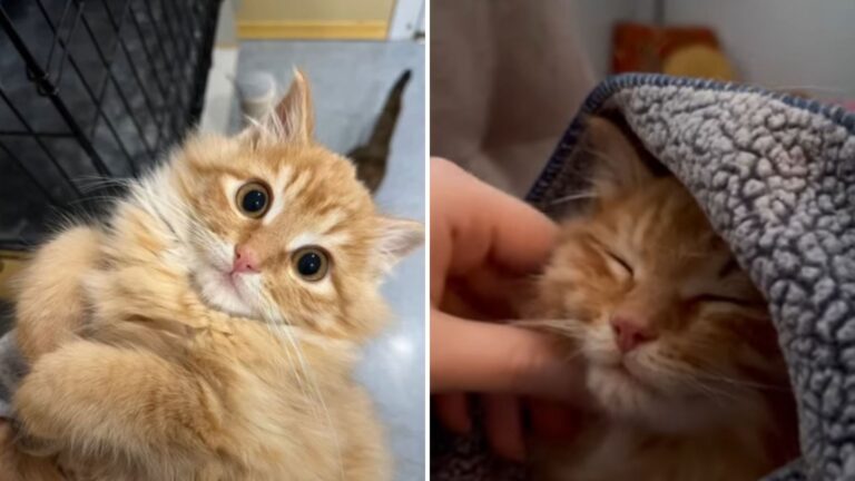 runaway kitten