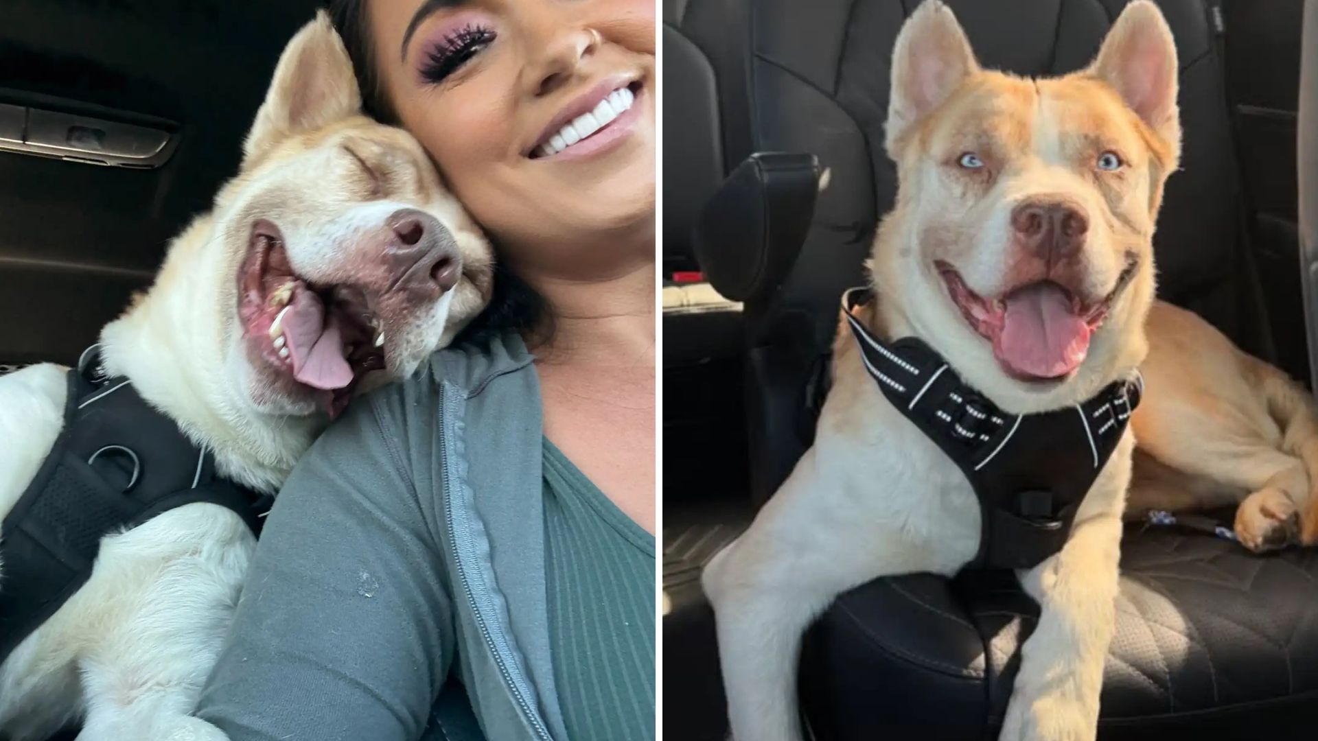 happy dog and woman