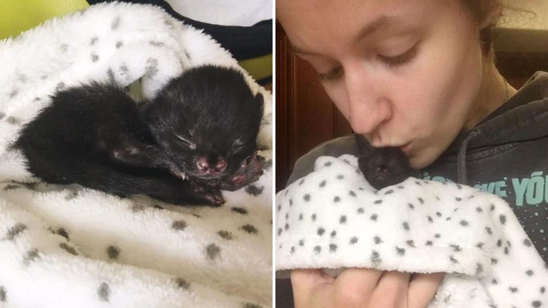 newborn kitten