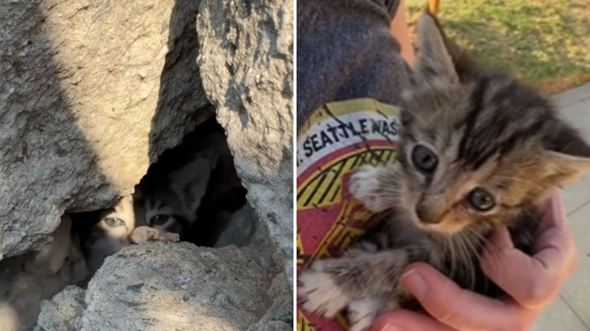 woman saves unexpected animal
