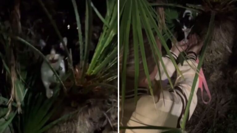 kitten on a palm tree