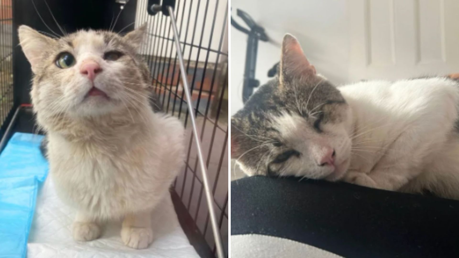 LA Woman Helps Stray Cat Find A Warm Home And The Life He Deserves
