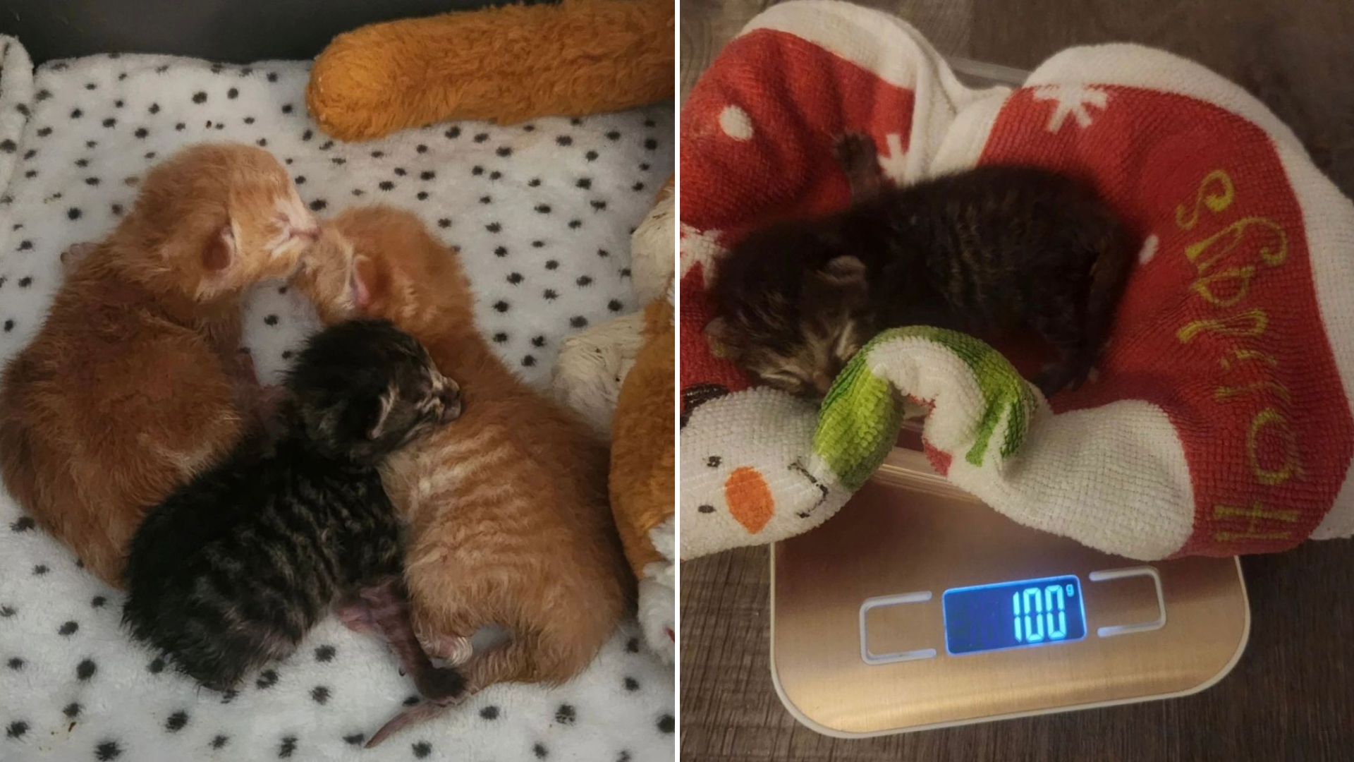 three tiny abandoned kittens