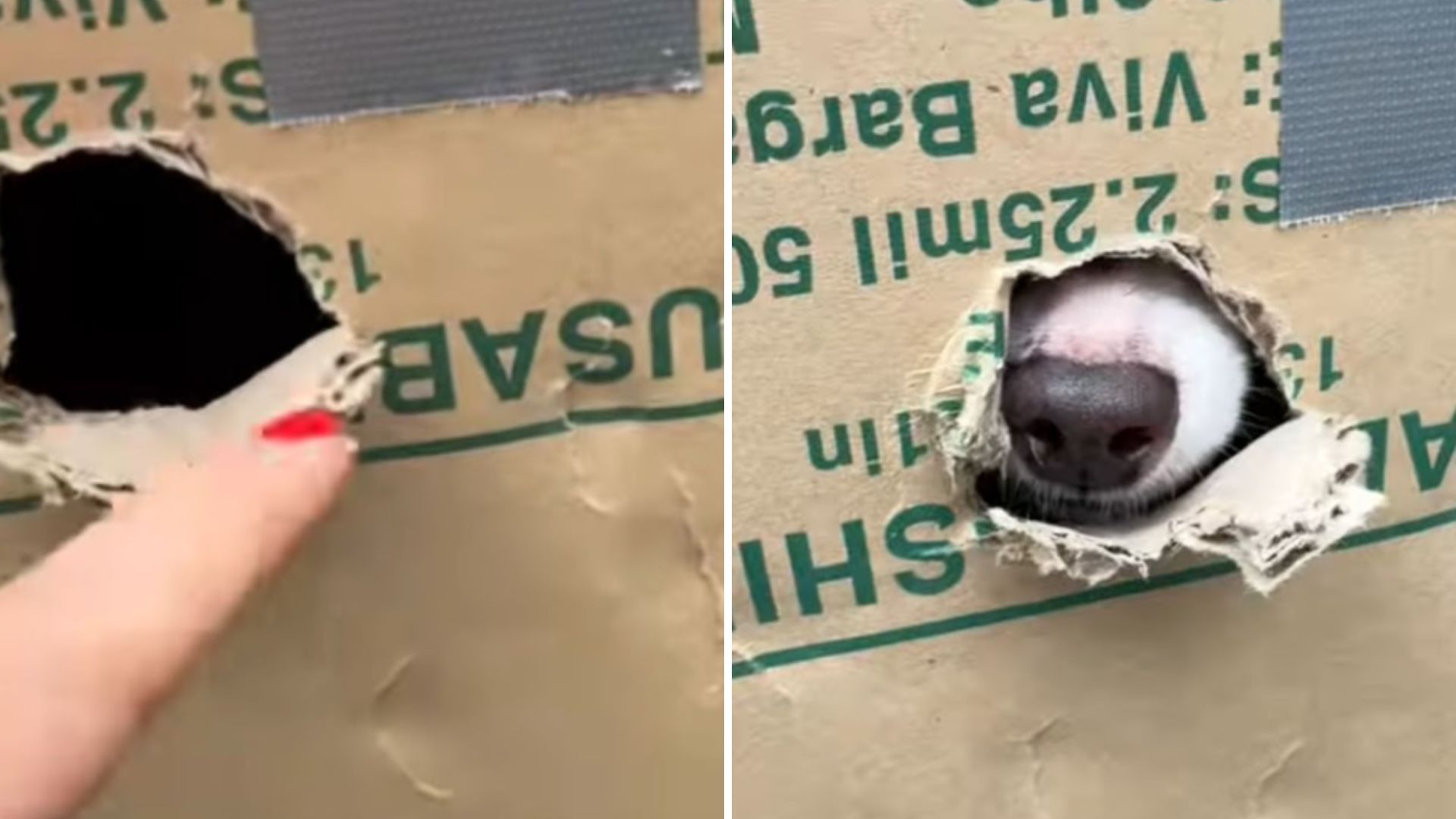 rescuer saves puppies peeking from boxes