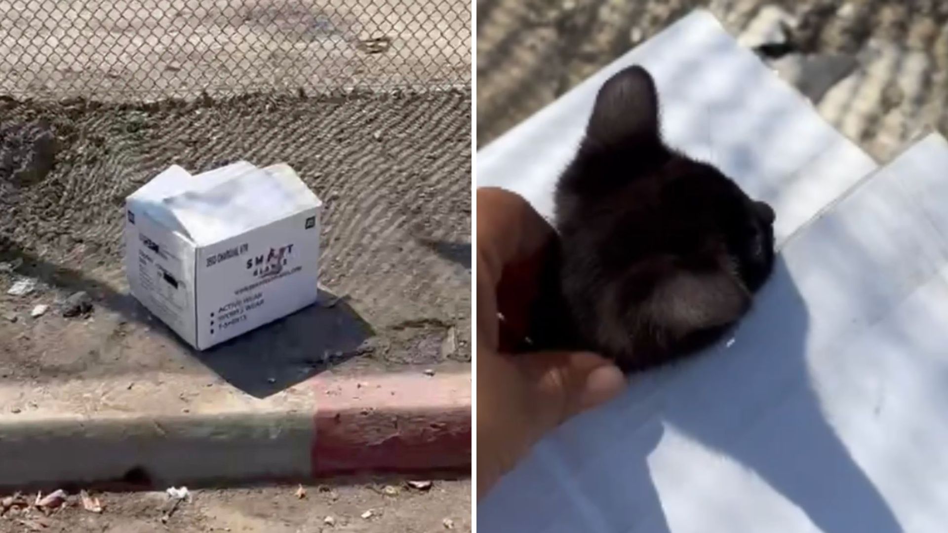 cat in a white box