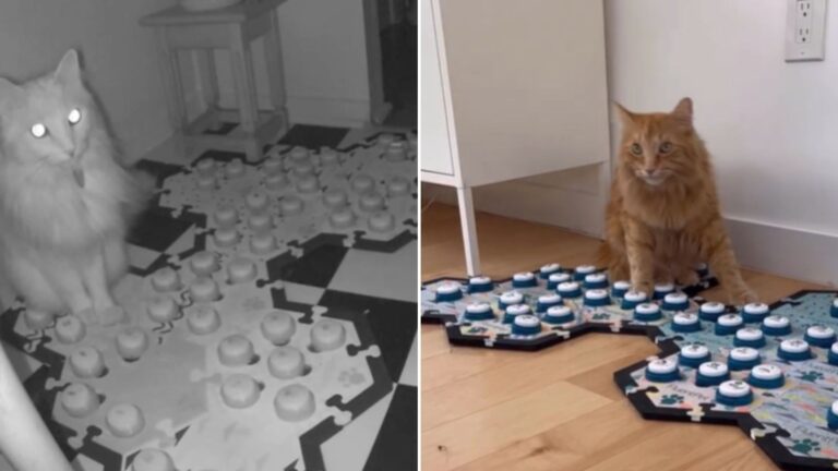 smart cat uses speech buttons