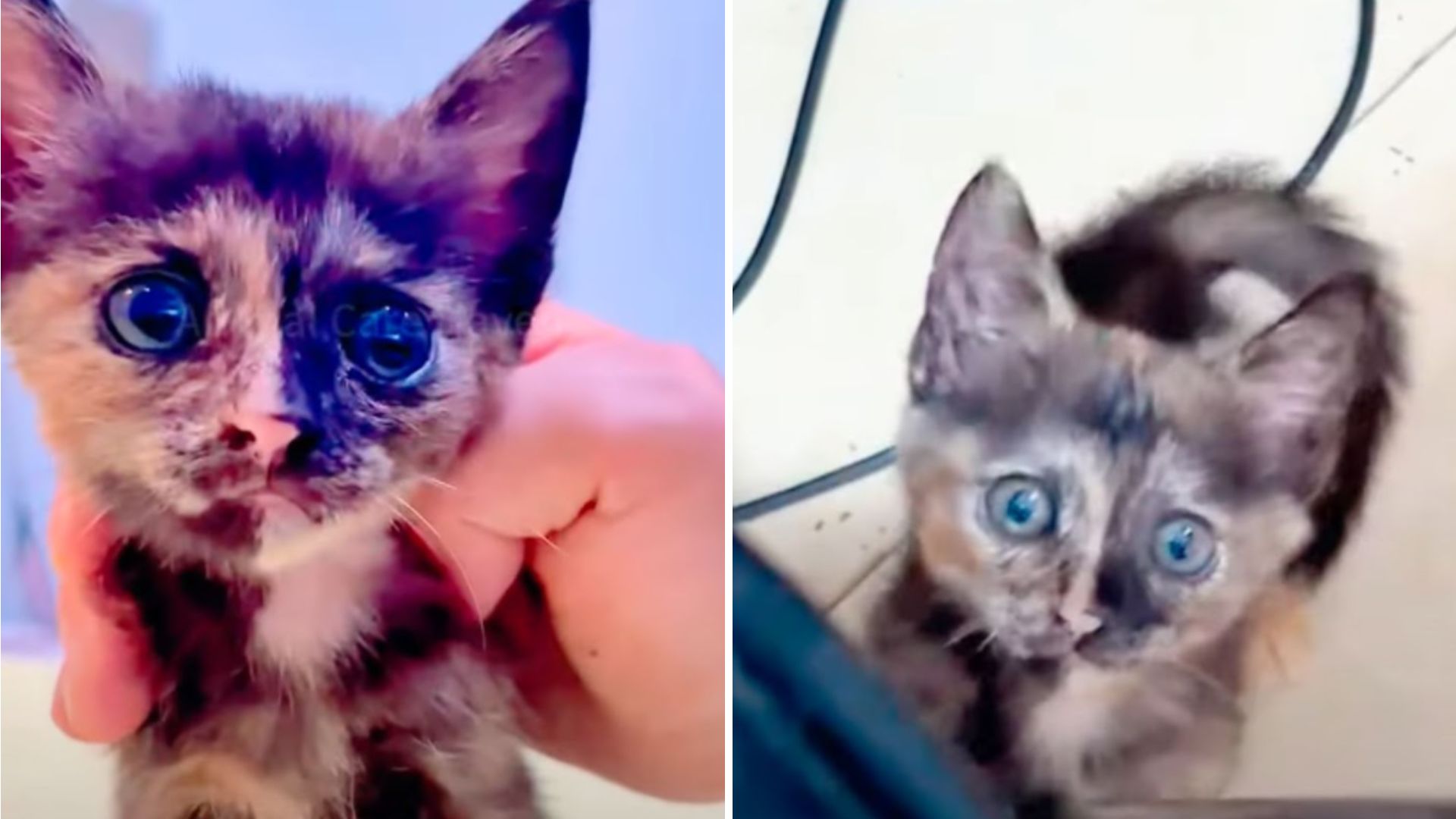 kitten trapped under truck