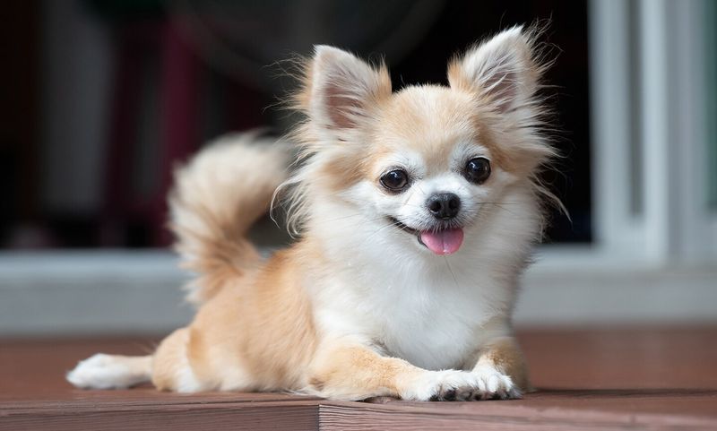 Chihuahuas