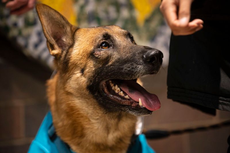 German Shepherd Dog