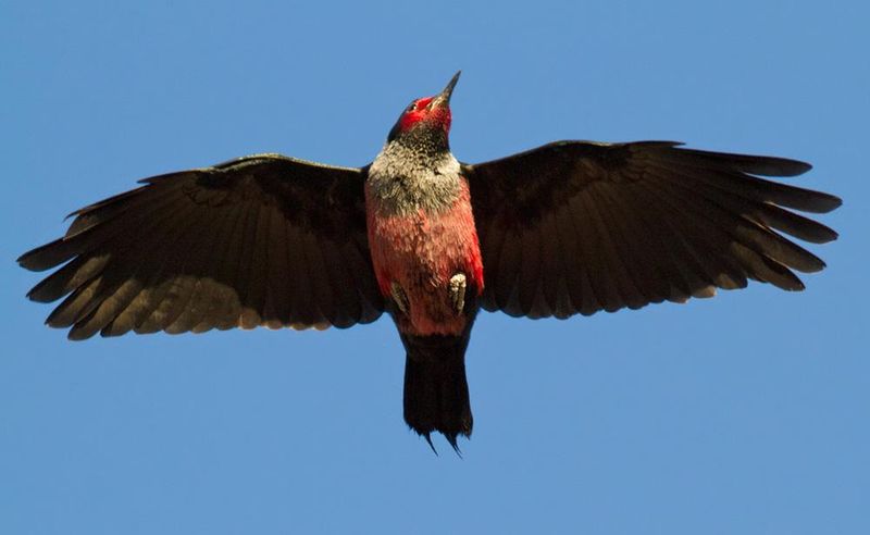 Lewis's Woodpecker