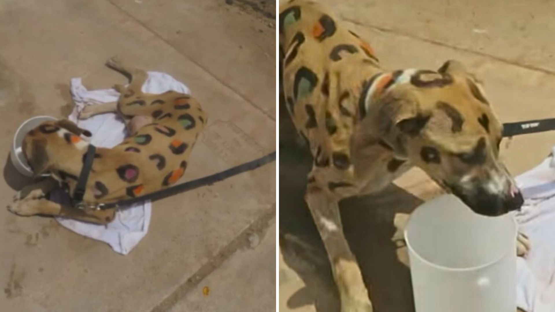 leopard spotted dog