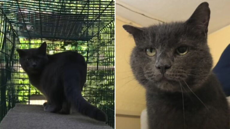 Leukemia Cat Was Living His Final Moments In The Maine Shelter Until A Woman Changed His Fate