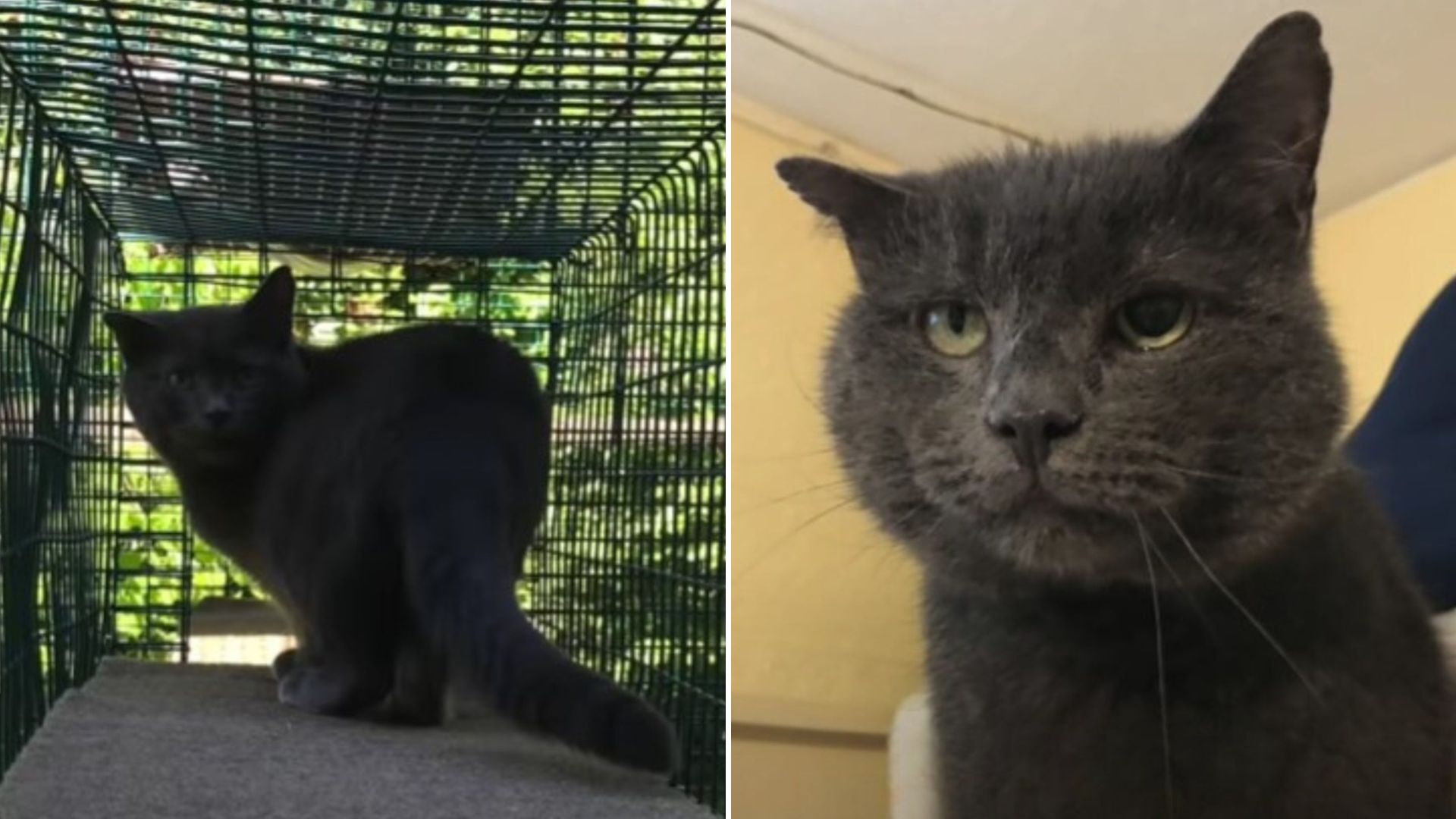 Leukemia Cat Was Living His Final Moments In The Maine Shelter Until A Woman Changed His Fate