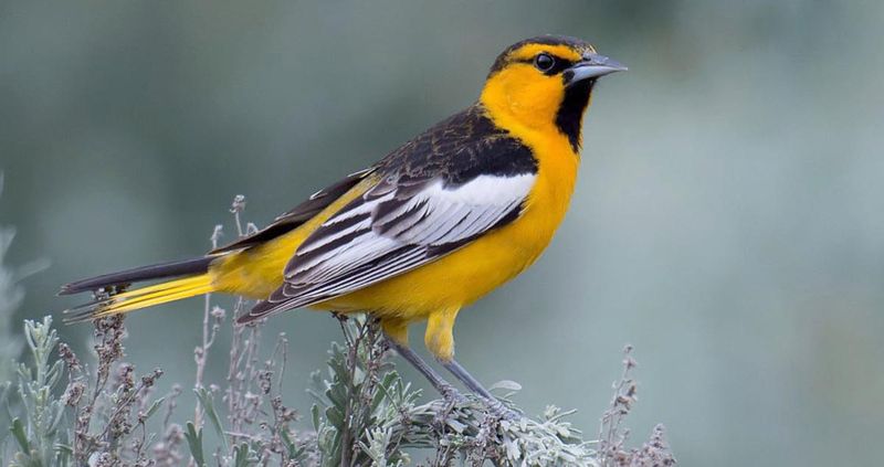 Bullock's Oriole