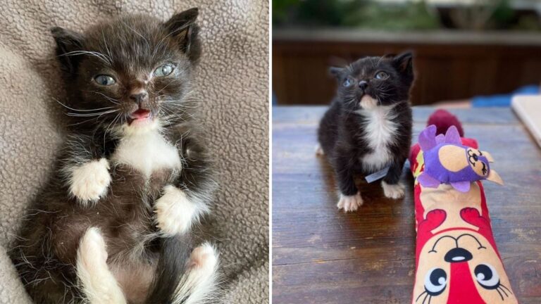 tuxedo kitten