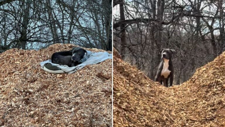 lonely dog on trail