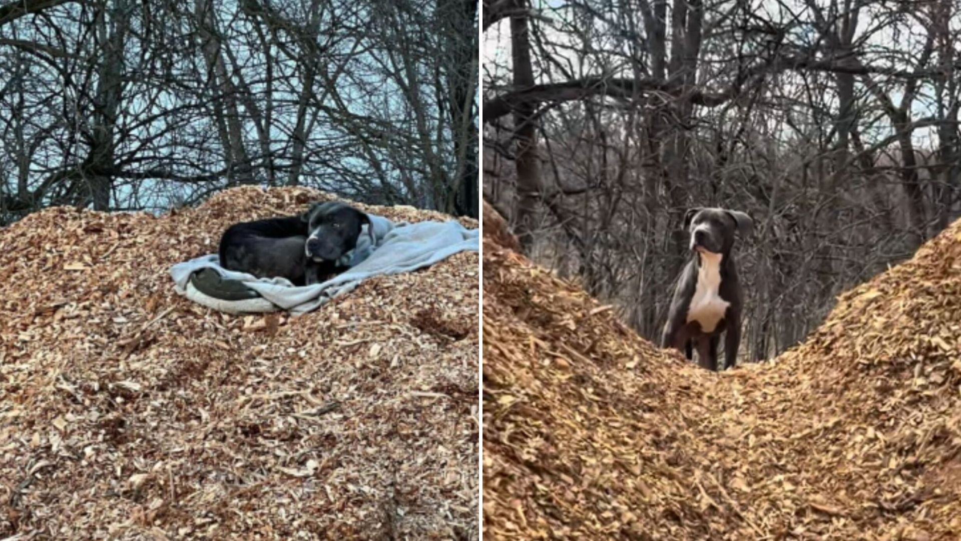 lonely dog on trail
