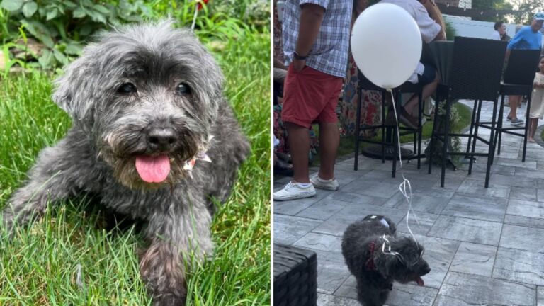 senior dog with a balloon
