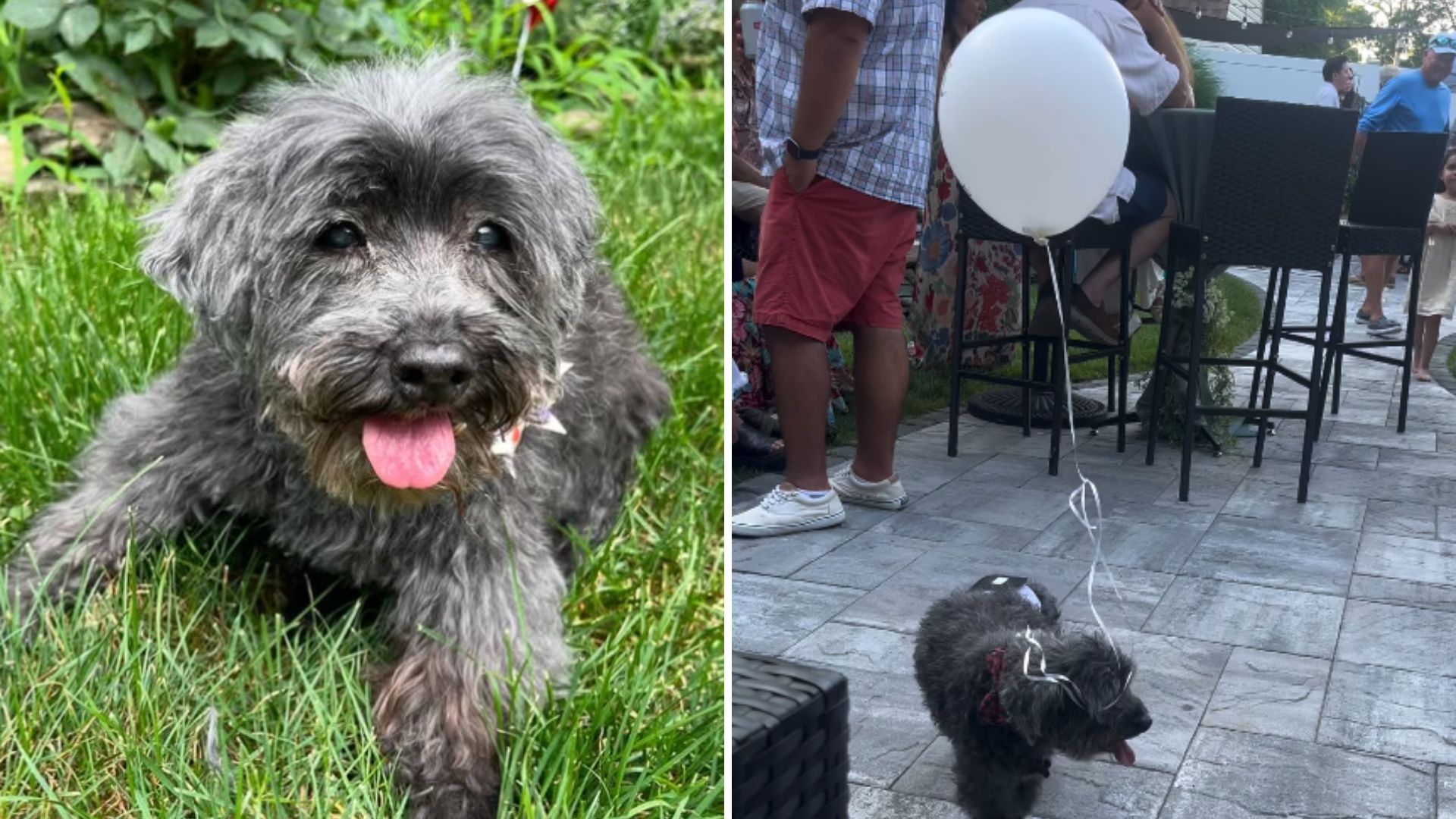 senior dog with a balloon
