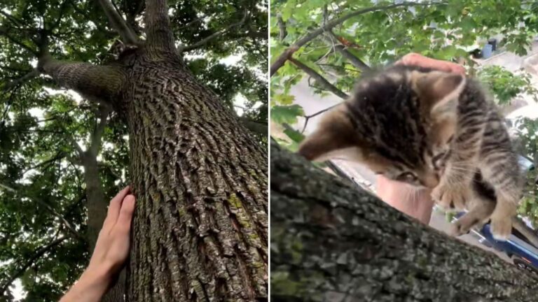 kitten in a tree