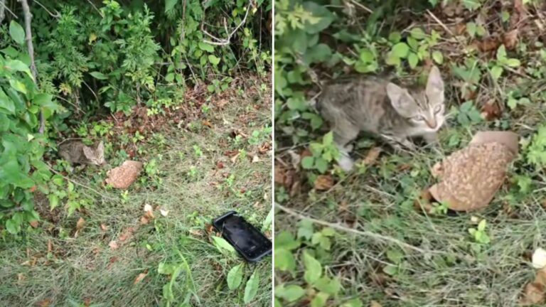 kitten near highway